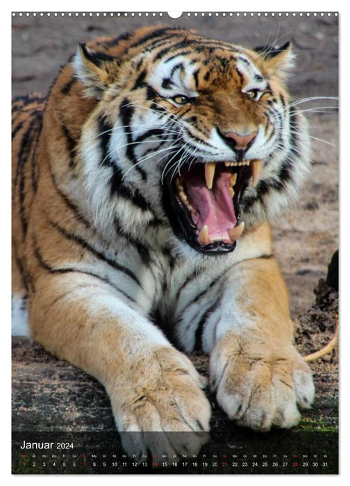 Big cats. Big cat faces (CALVENDO wall calendar 2024) 