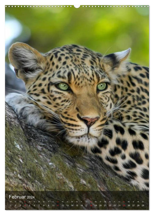 Big cats. Big cat faces (CALVENDO wall calendar 2024) 