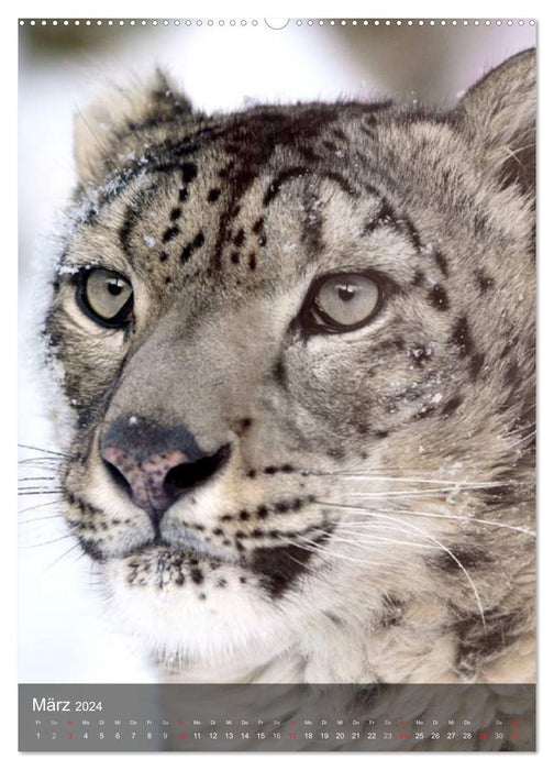 Big cats. Big cat faces (CALVENDO wall calendar 2024) 