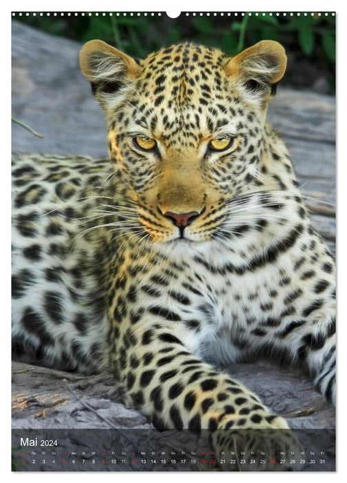 Big cats. Big cat faces (CALVENDO wall calendar 2024) 