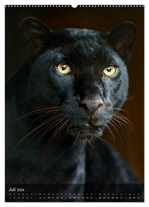 Großkatzen. Raubkatzengesichter (CALVENDO Wandkalender 2024)