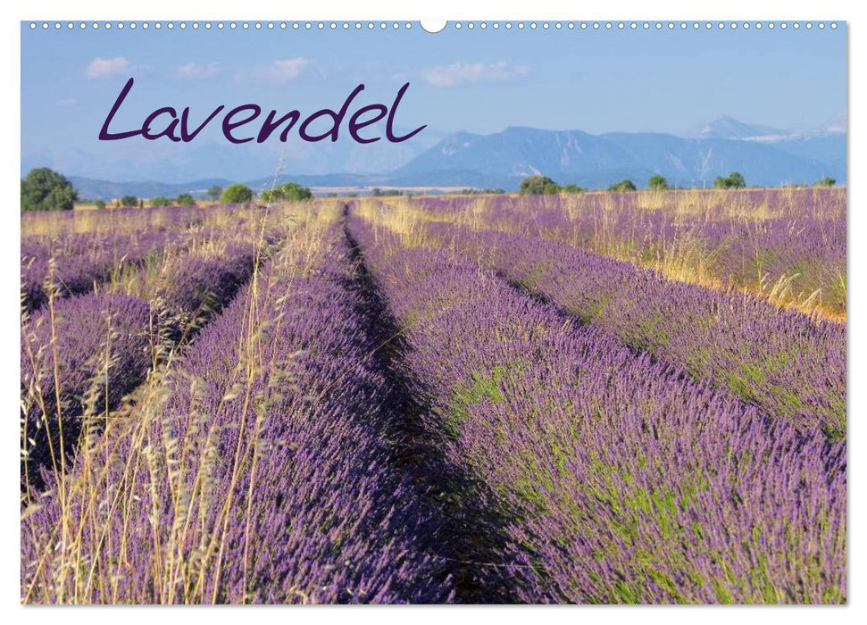 Lavender (CALVENDO wall calendar 2024) 