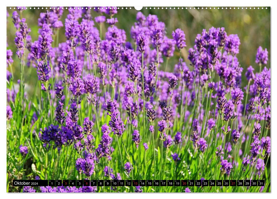 Lavender (CALVENDO wall calendar 2024) 