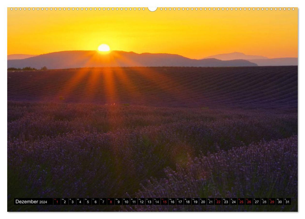 Lavender (CALVENDO wall calendar 2024) 