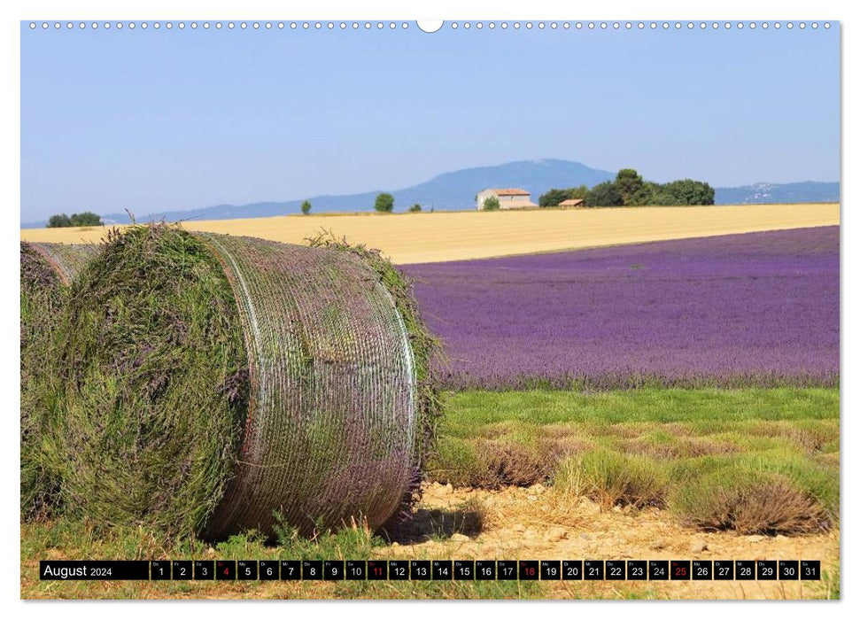 Lavender (CALVENDO wall calendar 2024) 