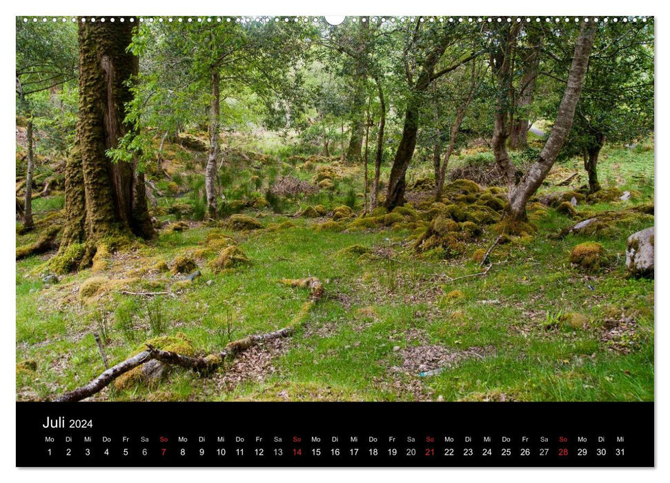 Sur la route en Irlande (Calendrier mural CALVENDO 2024) 