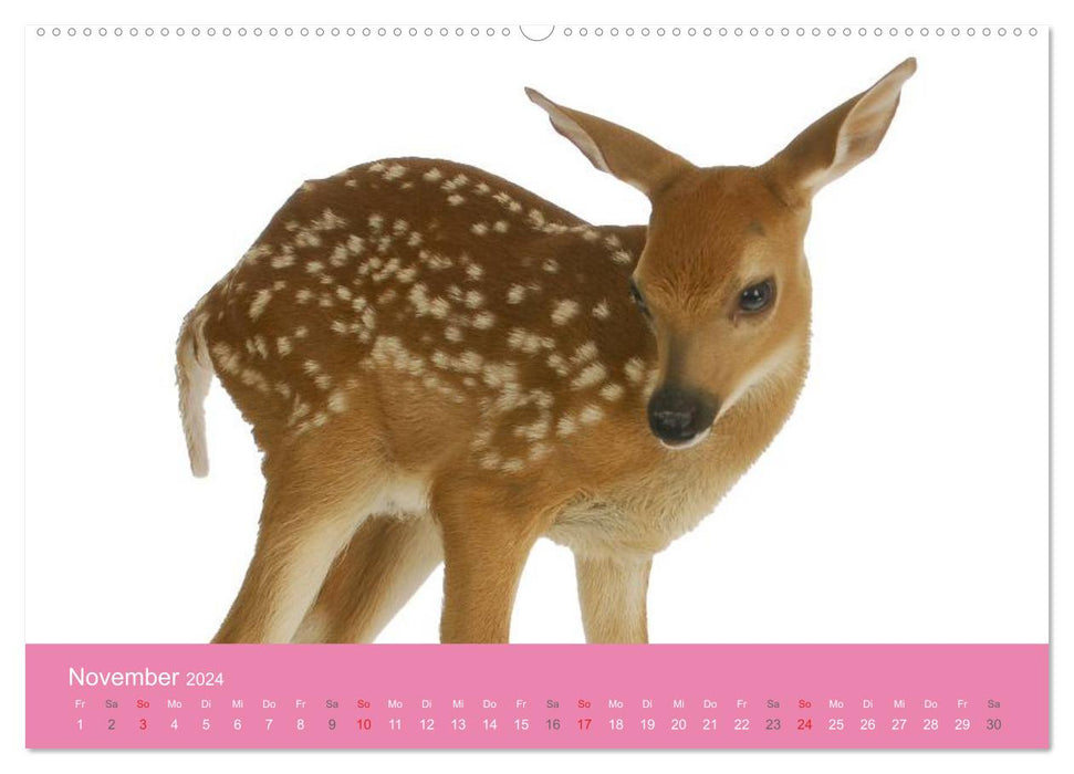 Cute baby animals! (CALVENDO wall calendar 2024) 