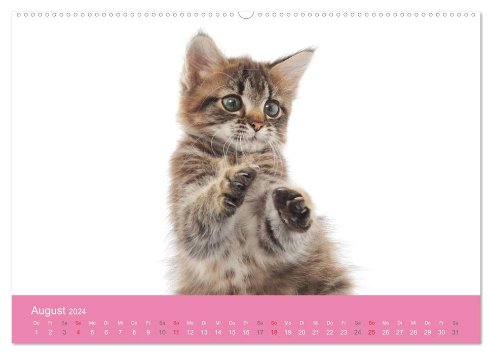 Cute baby animals! (CALVENDO wall calendar 2024) 