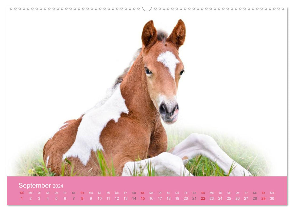 Cute baby animals! (CALVENDO wall calendar 2024) 