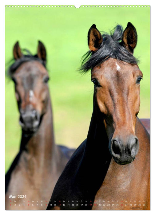 Pferde-Persönlichkeiten - ausdrucksstarke Gesichter verschiedener Pferderassen (CALVENDO Wandkalender 2024)