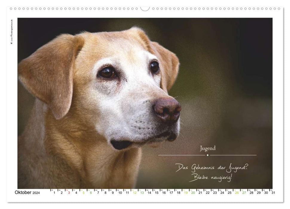 Bague avec inscription en forme de chien (calendrier mural CALVENDO 2024) 