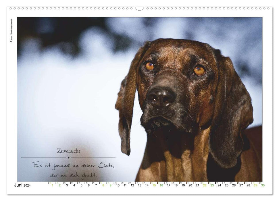 Bague avec inscription en forme de chien (calendrier mural CALVENDO 2024) 