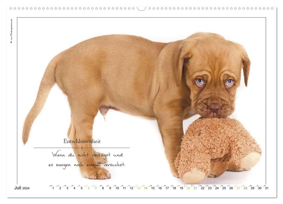 Bague avec inscription en forme de chien (calendrier mural CALVENDO 2024) 