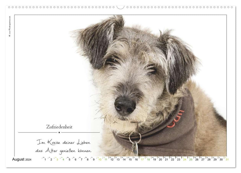 Bague avec inscription en forme de chien (calendrier mural CALVENDO 2024) 