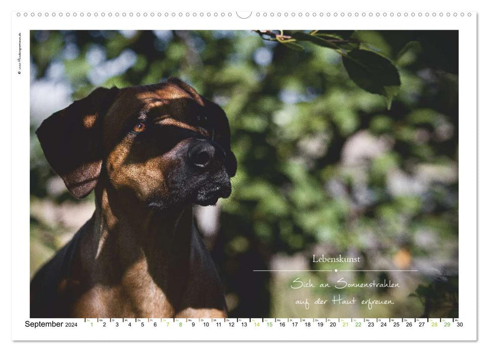 Bague avec inscription en forme de chien (calendrier mural CALVENDO 2024) 