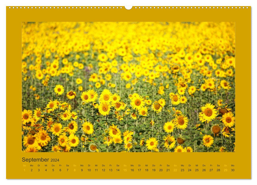 12 colors (CALVENDO Premium Wall Calendar 2024) 