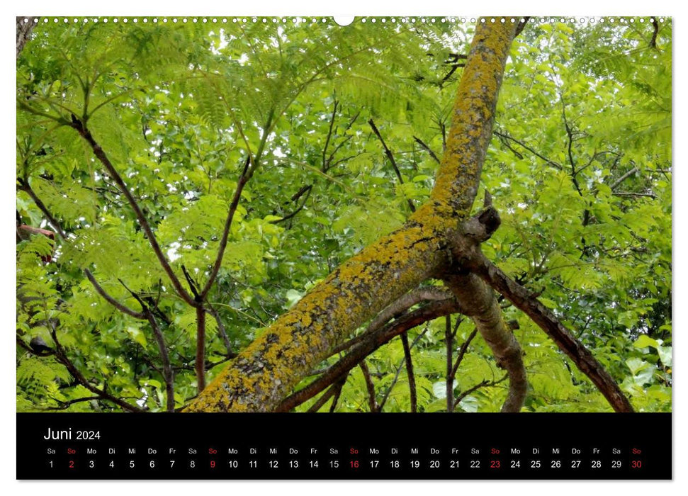 Tree Art (CALVENDO Wall Calendar 2024) 
