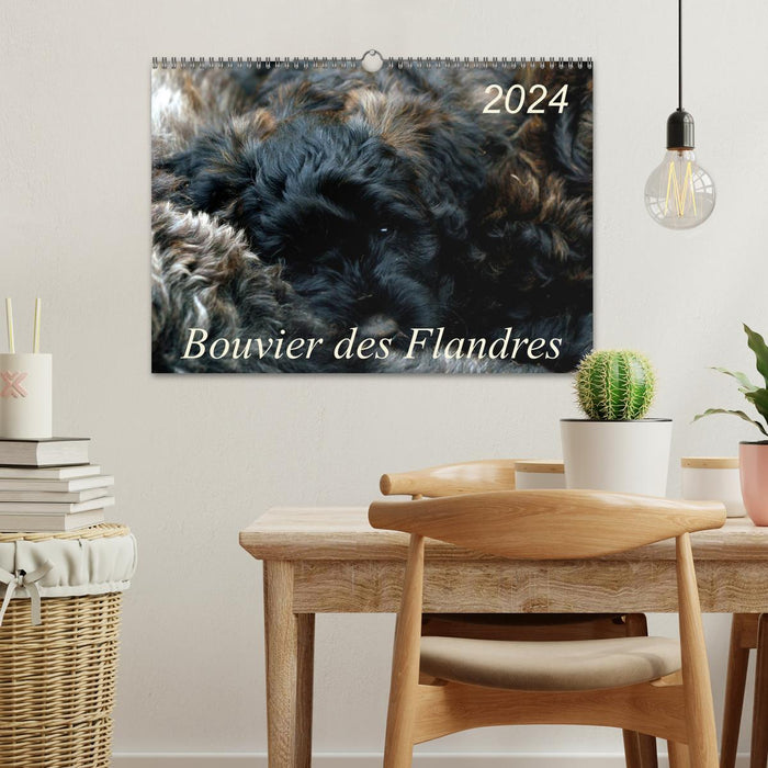 Bouvier des Flandres (CALVENDO wall calendar 2024) 