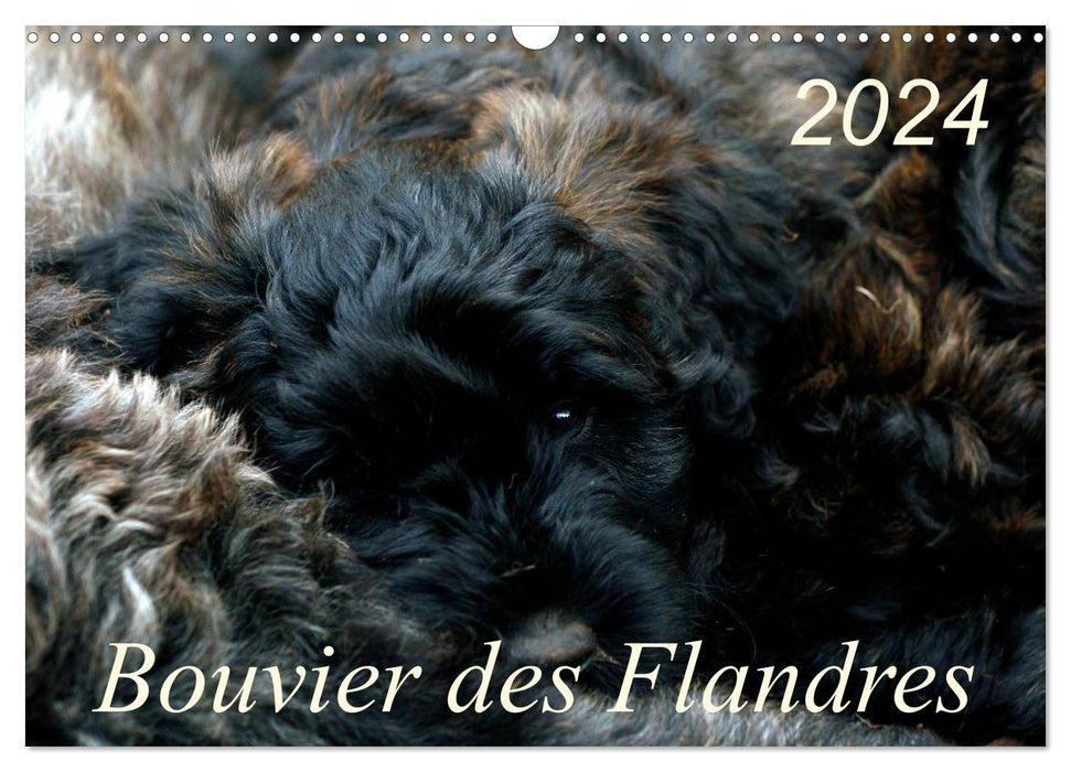 Bouvier des Flandres (CALVENDO Wandkalender 2024)