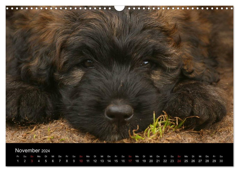 Bouvier des Flandres (CALVENDO Wandkalender 2024)