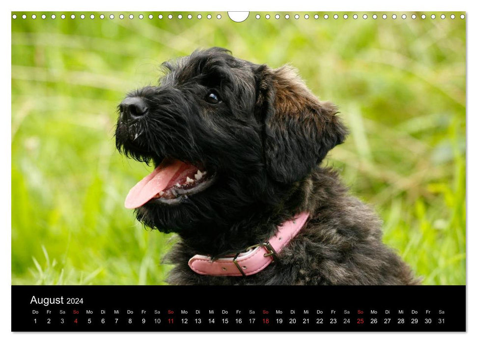 Bouvier des Flandres (CALVENDO wall calendar 2024) 