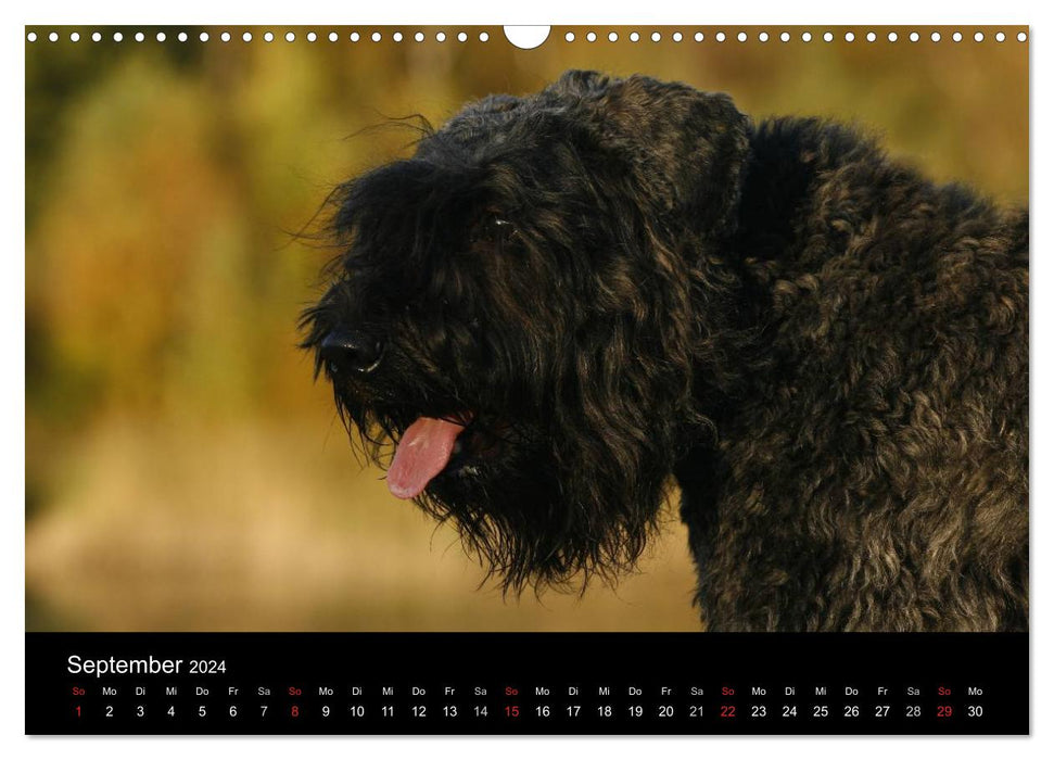 Bouvier des Flandres (CALVENDO Wandkalender 2024)