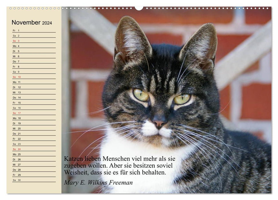 Katzengesichter und Zitate (CALVENDO Wandkalender 2024)