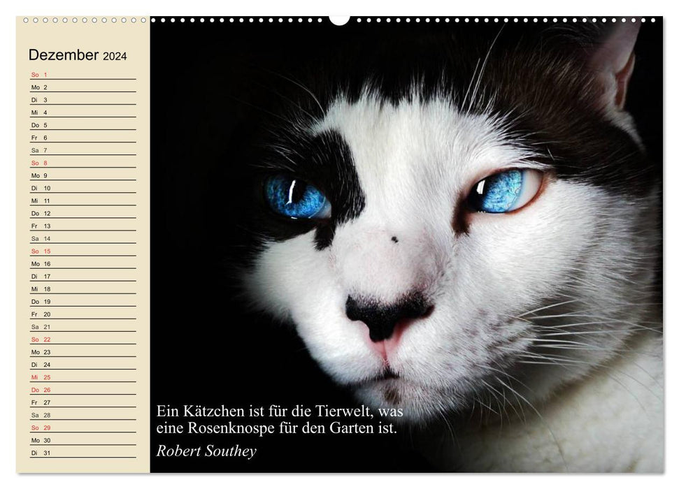 Cat faces and quotes (CALVENDO wall calendar 2024) 