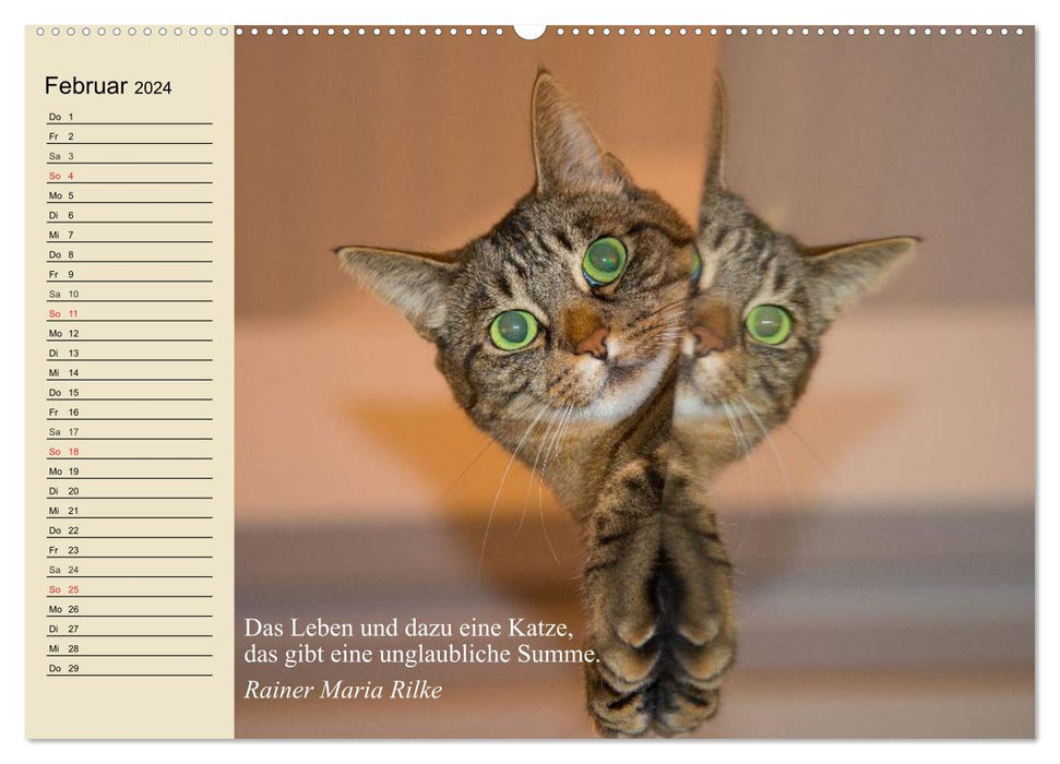 Cat faces and quotes (CALVENDO wall calendar 2024) 