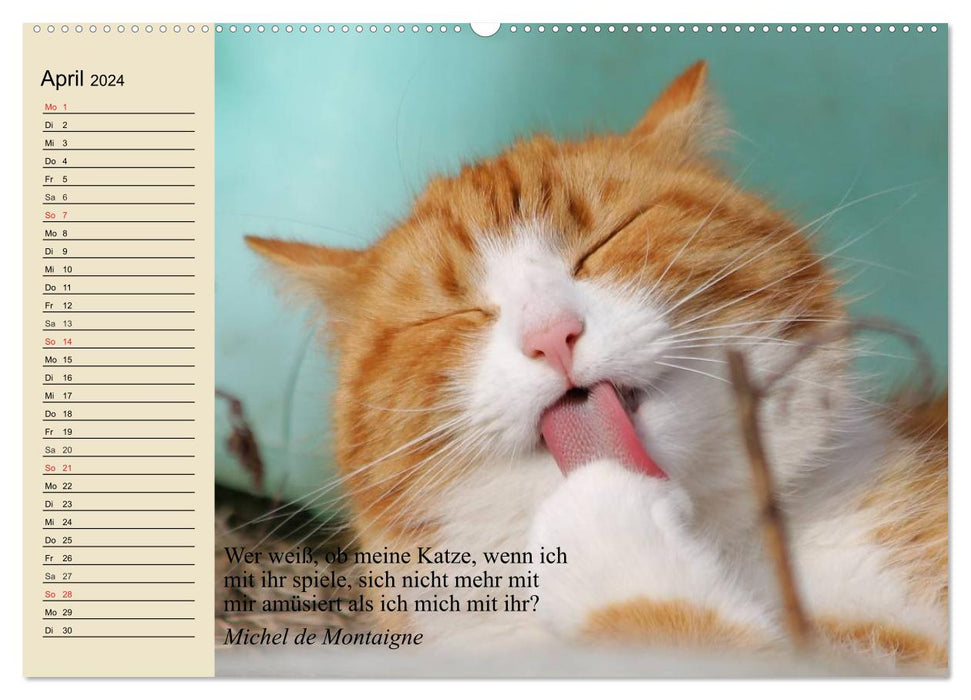 Katzengesichter und Zitate (CALVENDO Wandkalender 2024)