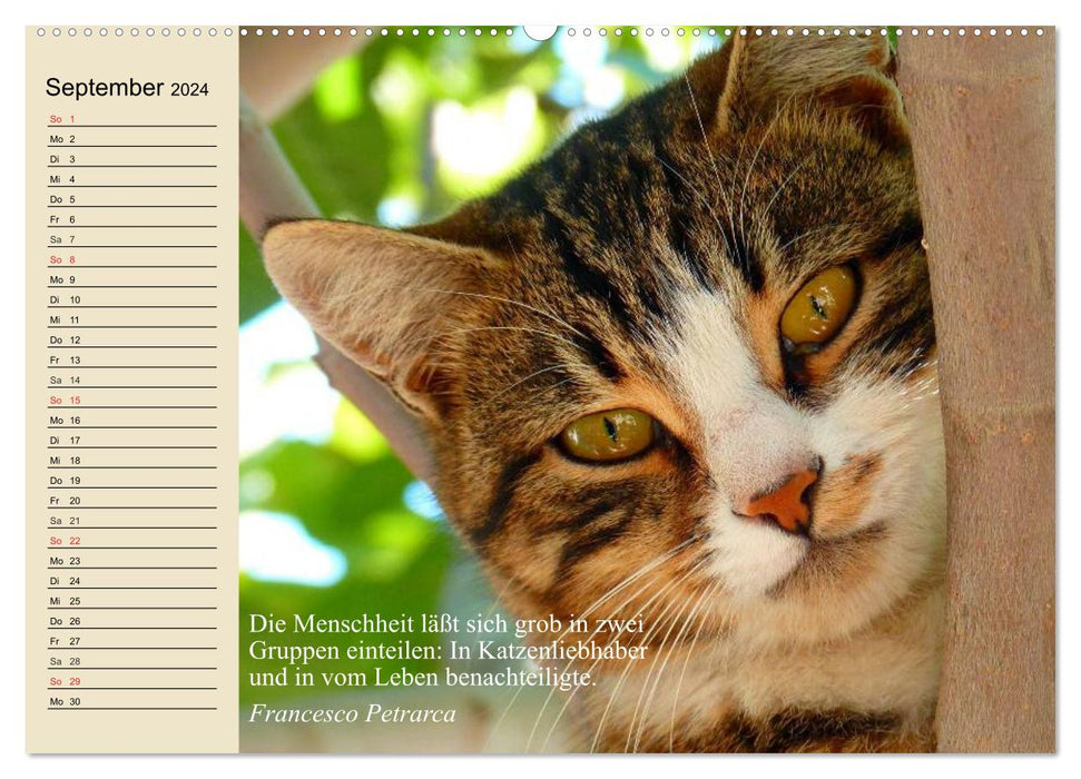 Cat faces and quotes (CALVENDO wall calendar 2024) 