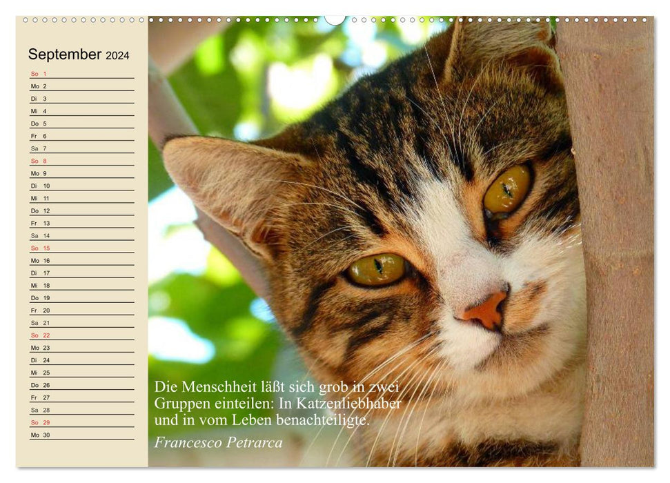 Katzengesichter und Zitate (CALVENDO Wandkalender 2024)