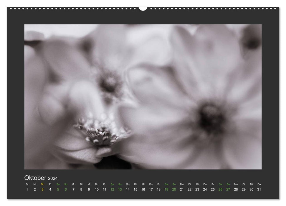 Plants in black and white (CALVENDO Premium Wall Calendar 2024) 