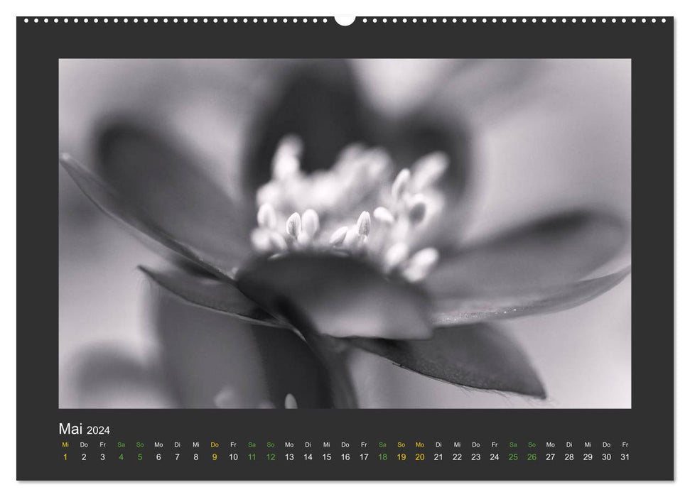 Pflanzen in Schwarz und Weiß (CALVENDO Premium Wandkalender 2024)