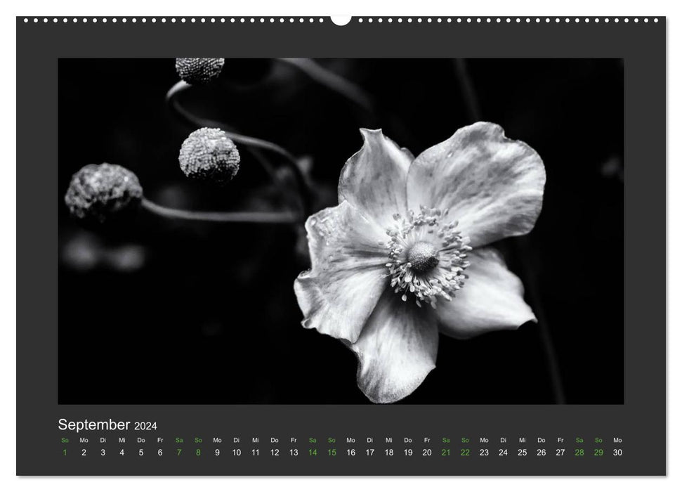 Pflanzen in Schwarz und Weiß (CALVENDO Premium Wandkalender 2024)