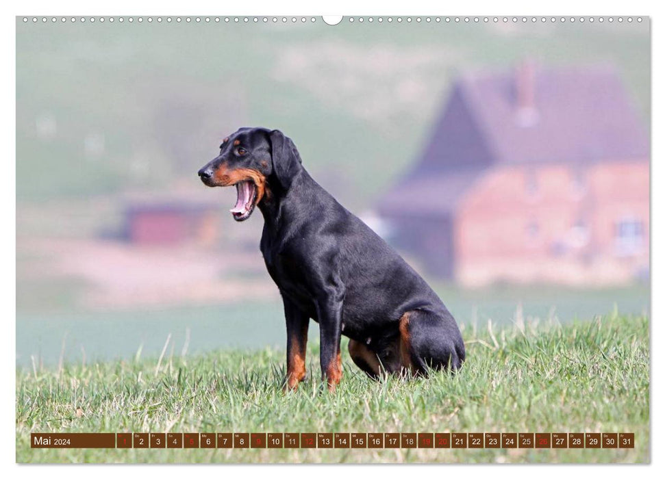 Brandlbracken (CALVENDO Premium Wandkalender 2024)