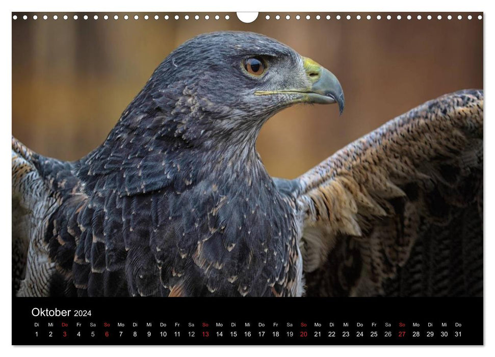 Raubvögel zum Greifen nahe (CALVENDO Wandkalender 2024)