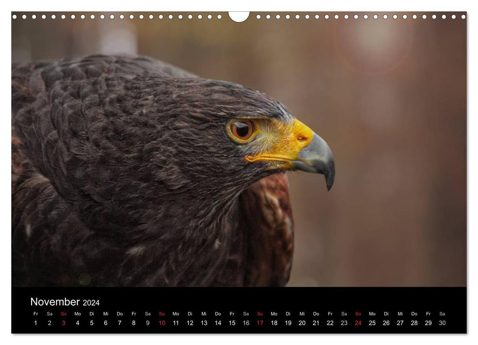 Birds of prey within reach (CALVENDO wall calendar 2024) 