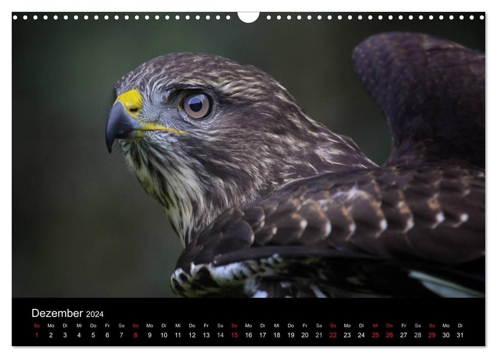 Birds of prey within reach (CALVENDO wall calendar 2024) 