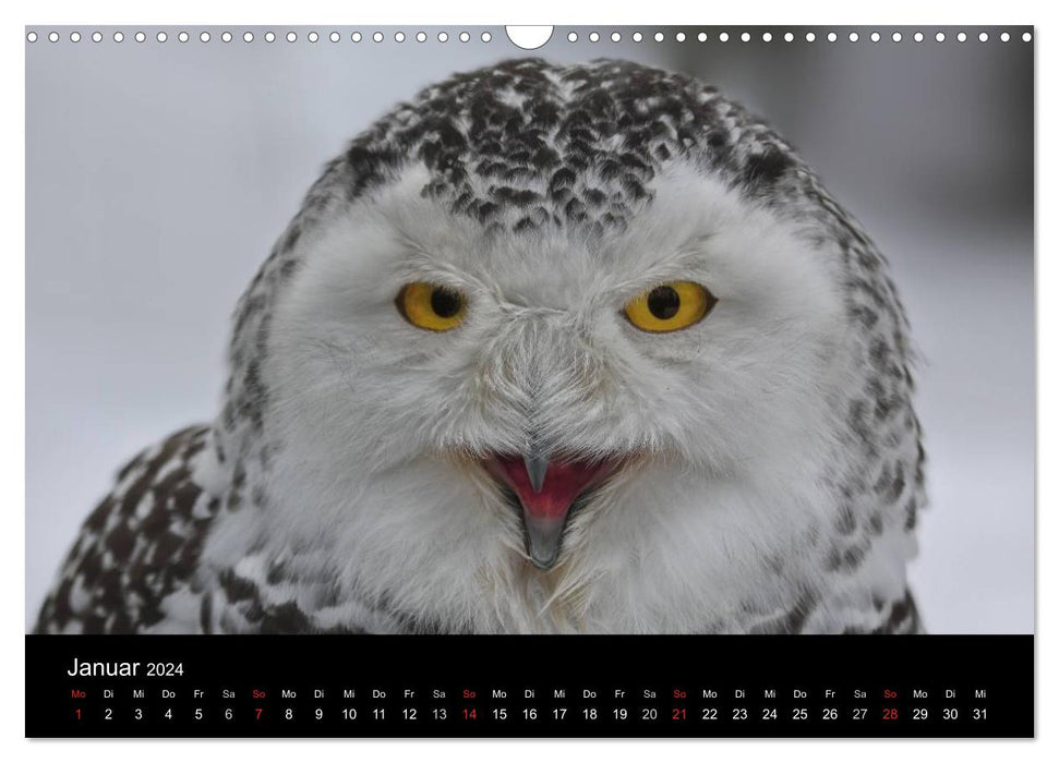 Birds of prey within reach (CALVENDO wall calendar 2024) 