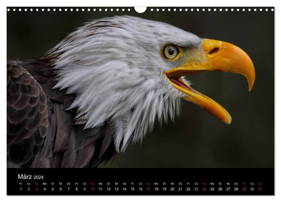 Raubvögel zum Greifen nahe (CALVENDO Wandkalender 2024)