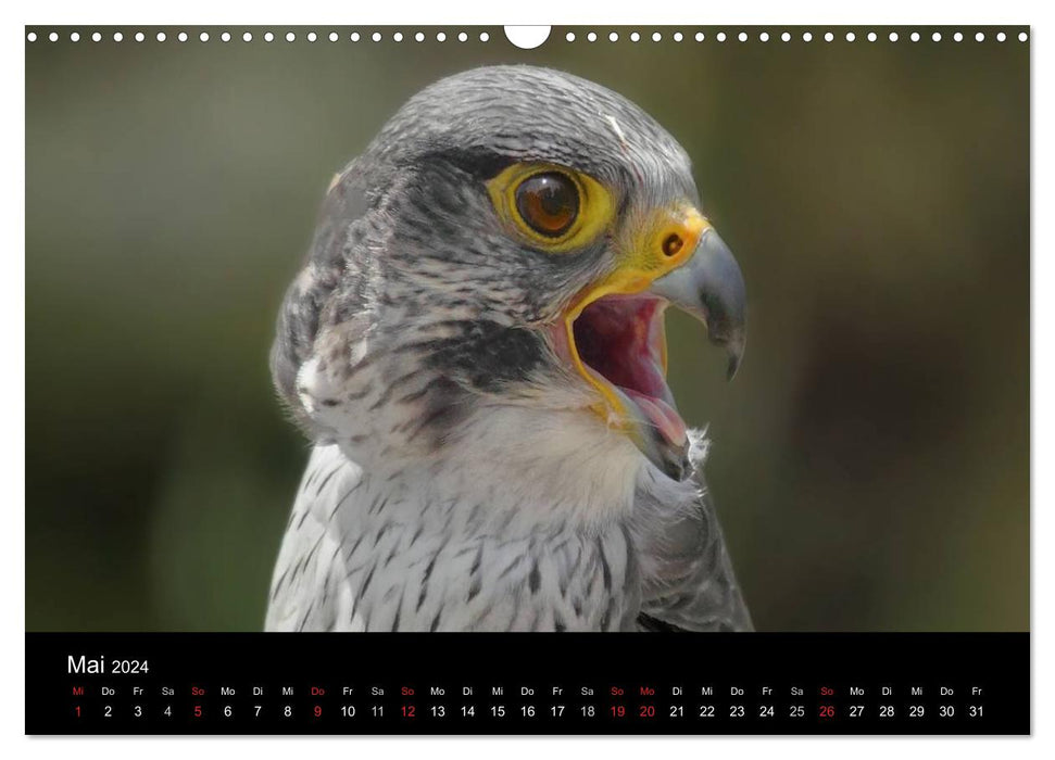 Raubvögel zum Greifen nahe (CALVENDO Wandkalender 2024)