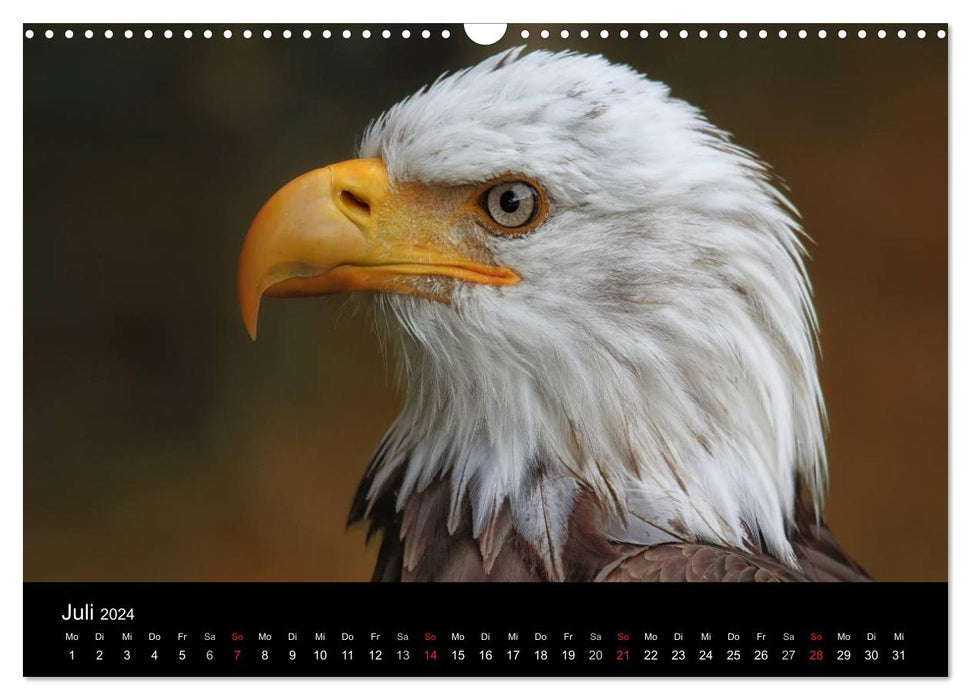 Raubvögel zum Greifen nahe (CALVENDO Wandkalender 2024)