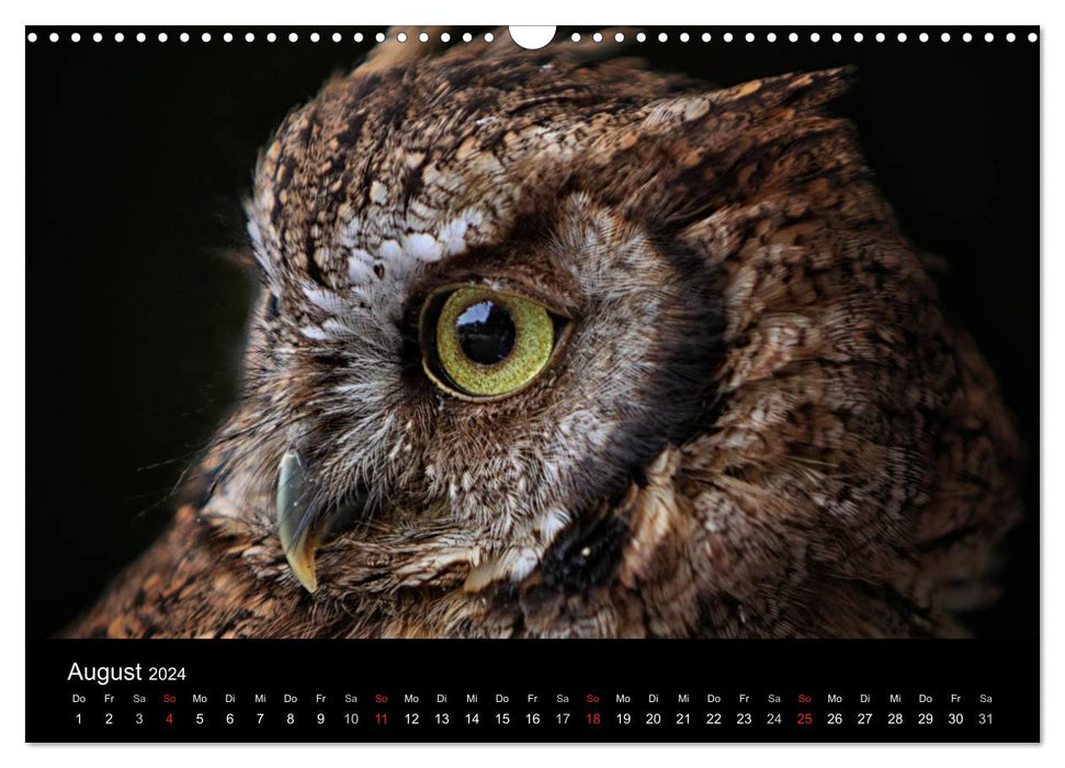 Birds of prey within reach (CALVENDO wall calendar 2024) 