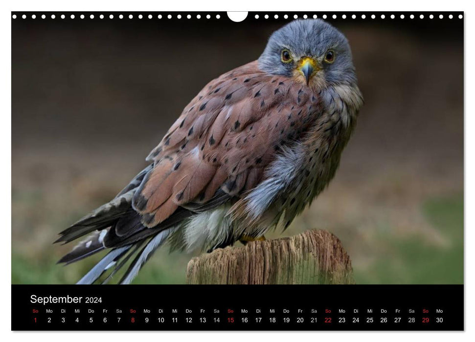 Raubvögel zum Greifen nahe (CALVENDO Wandkalender 2024)