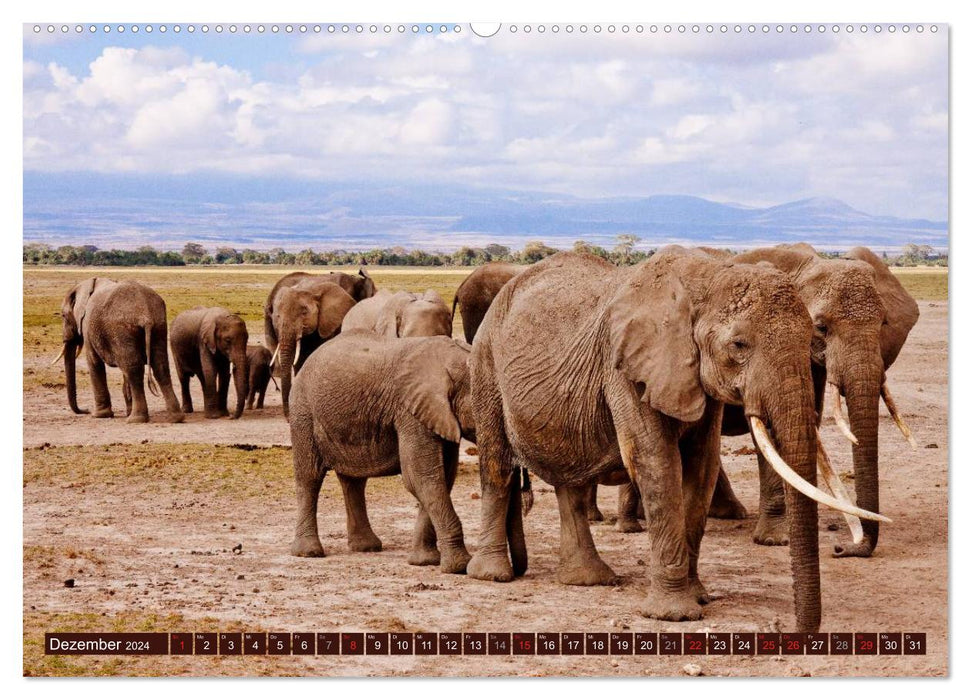 Afrikas wilde Schönheiten (CALVENDO Wandkalender 2024)
