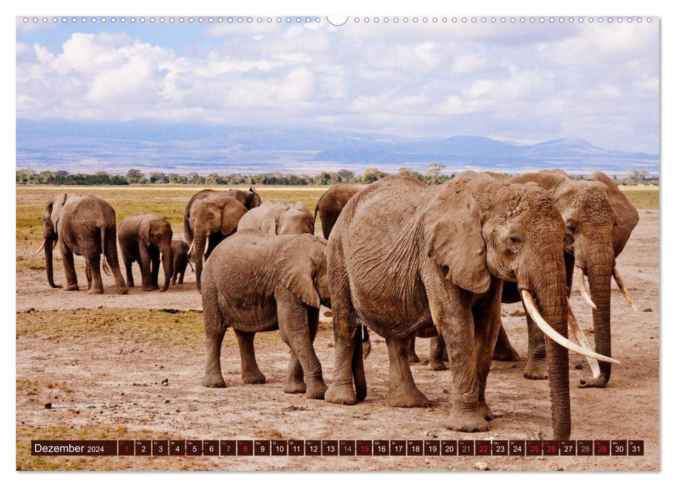 Africa's wild beauties (CALVENDO wall calendar 2024) 