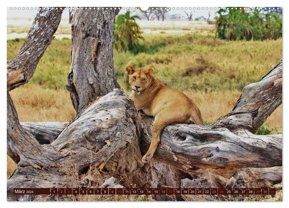 Africa's wild beauties (CALVENDO wall calendar 2024) 