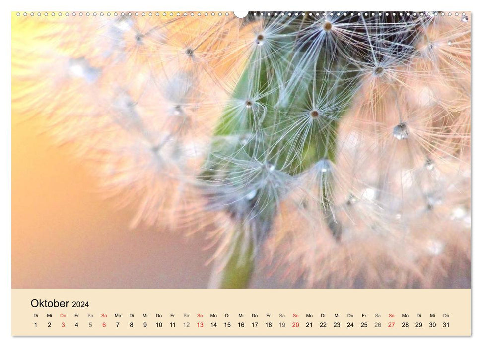 Naturjuwel Pusteblume (CALVENDO Wandkalender 2024)