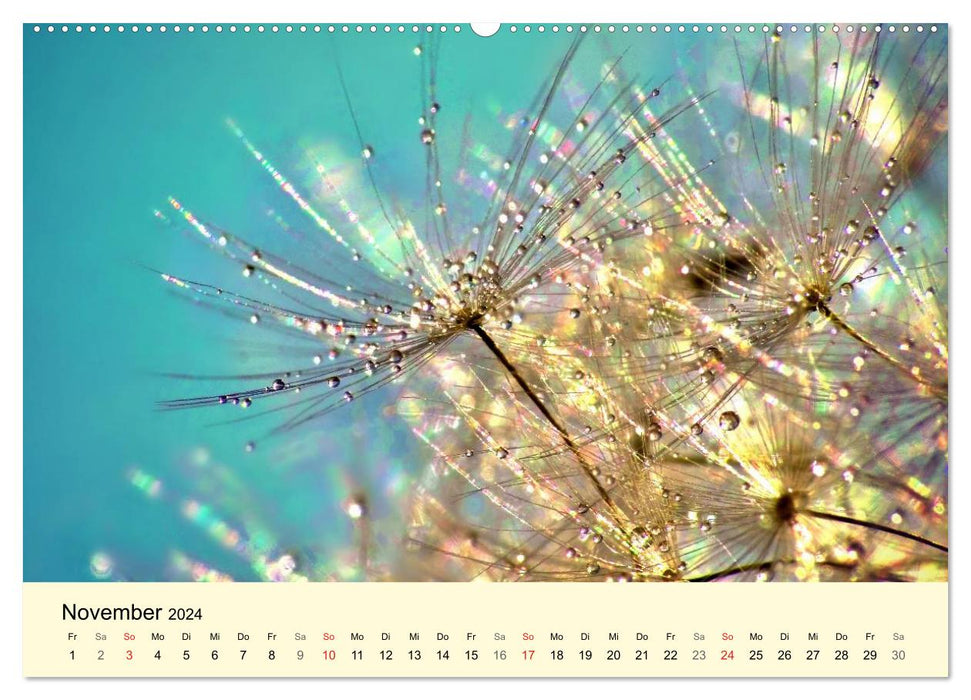Naturjuwel Pusteblume (CALVENDO Wandkalender 2024)